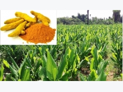 Turmeric Cultivation Information Guide