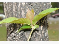 How To Get Rid Of Black Stalk On Seedlings – How To Fight (drugs and folk remedies)