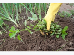 How To Remove Weeds – Natural Way