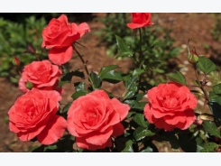 Rose Cultivation Information Guide