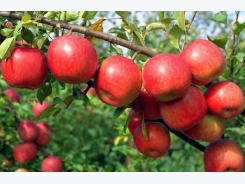 Apple Cultivation Information Guide