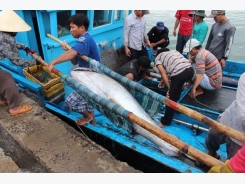 Vietnam seeks to raise tuna exports to Japan