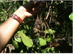 Cashew production forecast to drop nearly 20 percent in 2017