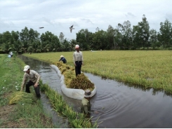 Tôm – lúa liên tục phát triển