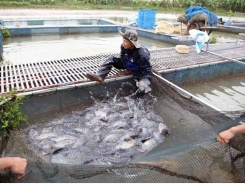 Hanoi sets up large-scale aquatic farming areas in eight districts