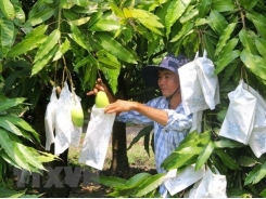 Seminar discusses post-harvest technology for mangos