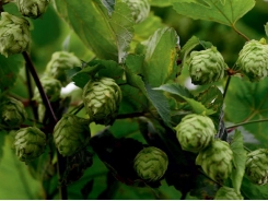 Cropped: Tips for Growing Hops