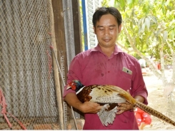 Chim trĩ 'siêu' mắn đẻ, nuôi chúng được ví như 'máy in tiền'