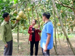 Chọn cây ăn quả làm mũi nhọn, người dân thu lãi cao