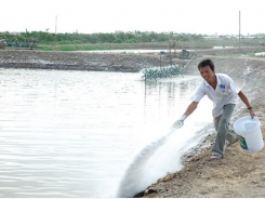 Vai trò của vôi và đánh giá chất lượng của vôi trong nuôi trồng thủy sản