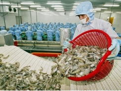 Việt Nam dominates Canada’s shrimp market