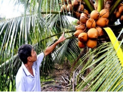 Trồng dừa xiêm chuỗi không sợ rủi ro