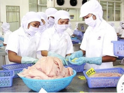 Pangasius fish price drops, market fluctuates