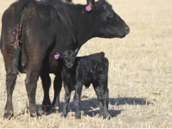 Modified grazing may benefit cow/calf producers