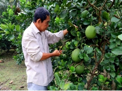 Tiền Giang Province finds fruit farming profitable, plans expansion