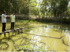 Mekong district seeks to expand giant barb farming