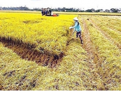 Central farmers enjoy bumper paddy harvest