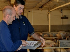 Study identifies key traits of swine veterinarians