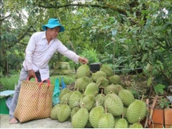 Tien Giang’s fruits benefit from promotion efforts