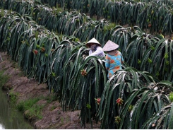 Farmers in Mekong Delta province continue switch to high-value crops