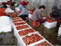 Bac Giang: More lychee to be grown for export to Japan