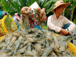 Bạc Liêu: Prices of shrimp are in a slump hit farmers