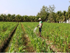 Mekong Delta farmers increase income by switching crops