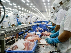 Ongoing situation of pangasius market and export potential