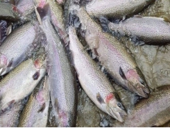 Slump in sales of Sapa salmon due to Covid-19