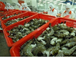 Shrimp exporters look forward to H2 comeback