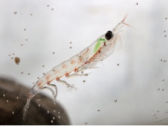 Krill deemed sustainable aquafeed ingredient