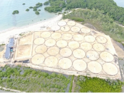 The circular economy: why Indonesian shrimp farmers are changing the shape of their ponds