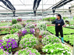 Hanoi plans for flowers, ornamental plants to grow into spearhead sector