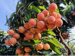 San Diu ethnic farmer grows the most expensive litchis in Vietnam