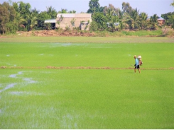 Commodity-oriented rice production - an effective direction of Huong Trang Cooperative