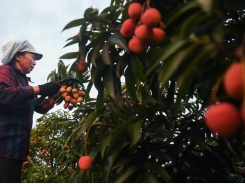 Northern province seeks ways to sell lychees as Covid hits exports