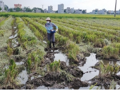 Ứng dụng công nghệ cao trong chăn nuôi còn nhiều việc phải làm