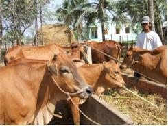 Giống Bò Chuyên Dụng Thịt Charolais