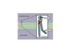 Nhu cầu Lipid của tôm thẻ chân trắng