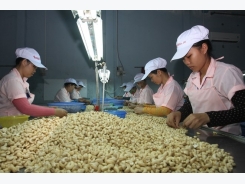 Material supply matters to cashew industry of Vietnam