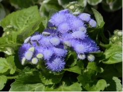 How to Grow Ageratum (Floss Flower)