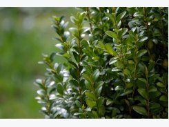 How to Grow Boxwood Shrubs