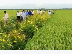 Mekong farmers plant high-yield Japanese rice