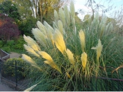 How to Grow Pampas Grass