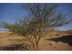 How to Grow Acacia Tree