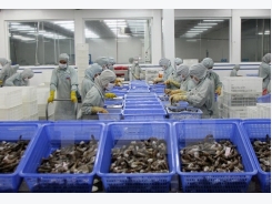 Bac Lieu reviews FAO-funded project on shrimp farming