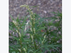 How to Get Rid of Invasive Mugwort