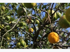 Common Diseases of Orange Trees