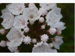 How to Grow Mountain Laurel