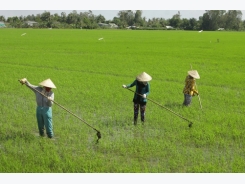 Mekong Delta sees drop in Fall-Winter rice areas